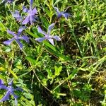 Vinca herbacea Flower