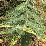 Senegalia rehmanniana Alkat (teljes növény)