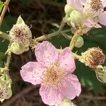Rubus ulmifolius 花