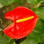 Anthurium andraeanum Flower