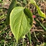 Leycesteria formosa Blatt