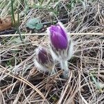 Pulsatilla grandis Flor