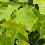 Quercus texana ഇല