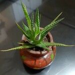 Haworthia attenuata পাতা