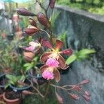 Dendrobium virotii Kvet