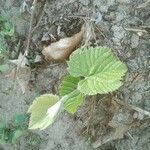 Vitis girdiana Leaf