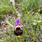 Ophrys holosericea Цвят