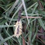 Carex flaccaFleur