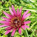 Tragopogon porrifolius Fleur