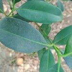 Garcinia gardneriana Leaf