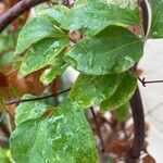 Clematis terniflora Leaf