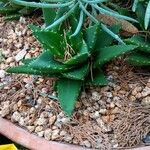 Aloe brevifolia Habitus