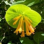 Lonicera ciliosa Flower