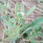 Trifolium alexandrinum Žiedas