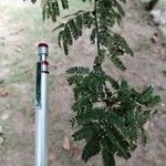 Calliandra houstoniana Leaf