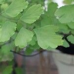 Adiantum raddianum Deilen