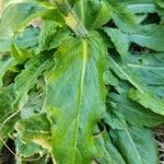 Erigeron pulchellus Leaf