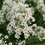 Allium tuberosumFlors