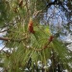 Pinus canariensis Листок