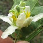 Passiflora biflora Cvet