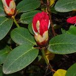 Rhododendron haematodes পাতা