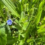 Veronica chamaedrys Blüte