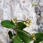 Cynanchum andringitrense Flower