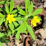 Anemone ranunculoides Blomma