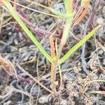 Silene bupleuroides Leaf