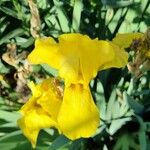 Iris pseudacorus Fiore
