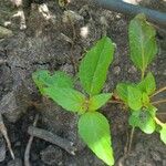 Acalypha virginica Blatt