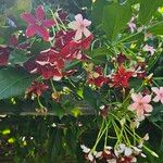 Combretum indicum Flor