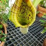 Nepenthes truncata Foglia