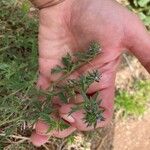 Verbena bracteata 其他