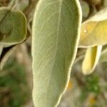 Sideritis dendrochahorra Leaf