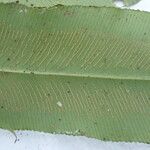 Coniogramme africana Hoja
