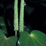 Piper excelsum Floro
