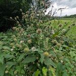 Dipsacus pilosus Агульны выгляд