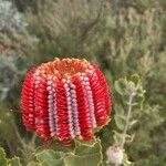 Banksia coccinea ফুল