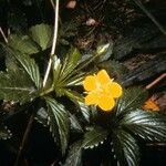 Potentilla canadensis Flor
