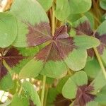 Oxalis tetraphylla 葉