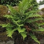 Polypodium vulgare Лист