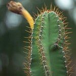 Cereus jamacaru Květ