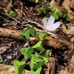 Oxalis montana List