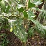 Ocotea meziana Hoja