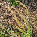 Achnatherum calamagrostis Frucht