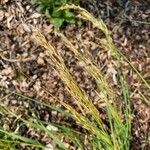 Achnatherum calamagrostis Fruit