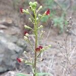 Scrophularia glabrata Žiedas