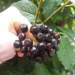 Aronia melanocarpa Fruit