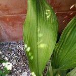 Aspidistra lurida List